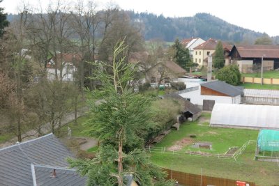 Sequoiadendron giganteum - sekvojovec obrovský - v koruně stromu 03